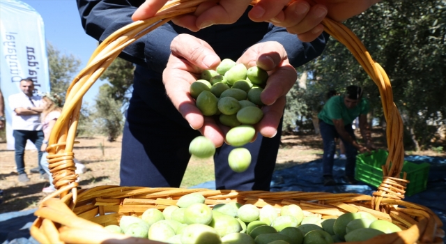 Antalya 1. Uluslararası Food Fest Gastronomi Festivali’nde zeytin hasadı yapıldı