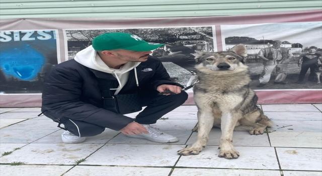 ”Başakşehir’deki aç kurtlar” gerçekte Çekoslovak kurt köpeği çıktı