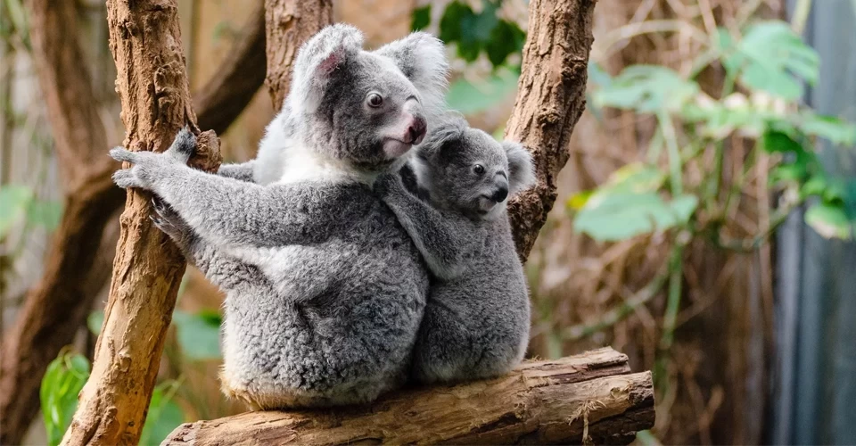 Bilim insanları koala spermlerini dondurarak neslinin tükenmesini önlemeyi değerlendiriyor